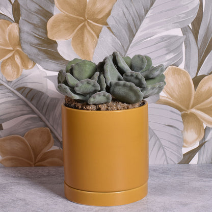 Modern Matte Finish 4" Glazed Ceramic Pot with Drainage Hole and Saucer, Ochre