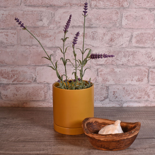 Modern Matte Finish 4" Glazed Ceramic Pot with Drainage Hole and Saucer, Ochre