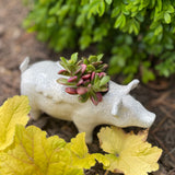 Naomi Nickerson Ceramics Small Winged Pig Planter, Crackle White