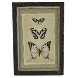 Creative Co-Op Vintage Insect Print with Distressed Wood Frame, Set of 4 - The Barrington Garage