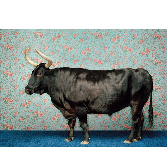 Bull On Blue by Catherine Ledner Canvas Wall Art, 18 x 14